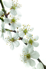 Obraz na płótnie Canvas spring cherry blossom close-up (shallow depth of field)