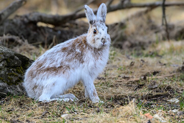 Snowshoe Hare Changing its Coat, Closeup Portrait in Early Spring