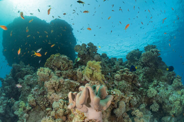 Coral reef and water plants in the Red Sea, Eilat Israel
