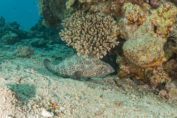 Fish swim in the Red Sea, colorful fish, Eilat Israel
