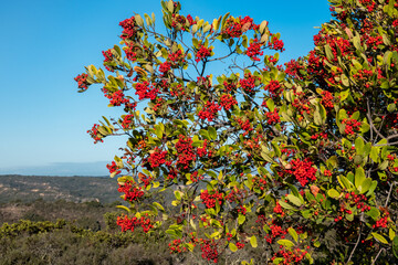 A wild Toyon plant (Heteromeles arbutifolia),  aka "California Christmas Berry", grows at the top of a hill at the Fort Ord National Monument, in Monterey County, with view of Gabilan mountain range. 