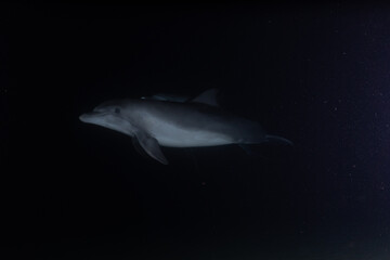 Dolphin swimming with divers in the Red Sea, Eilat Israel

