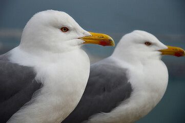 close up of a seagull
