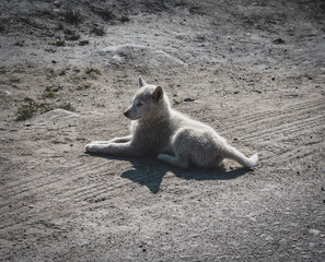 Chained sled dog or husky in Ilulissat, Greenland.