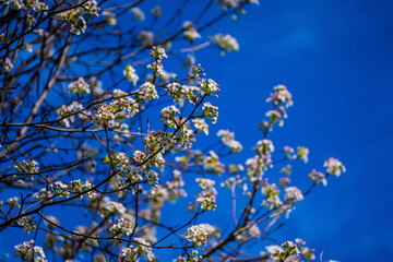 Spring Tree