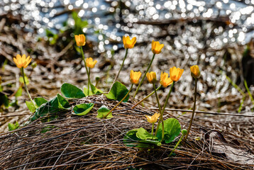 Spring blossom of wild buttercup in the forest