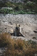 Fototapeta premium Chained sled dog or husky in Ilulissat, Greenland.