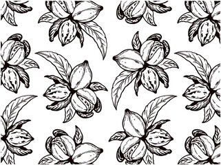 Sketch drawing pattern with black engraved pecan nuts with leaves isolated on white background. Doodle pecan tree wallpaper, hand drawn walnut, organic snack, vegan food packaging. Vector illustration