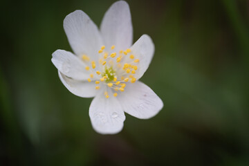 white flower with water drops