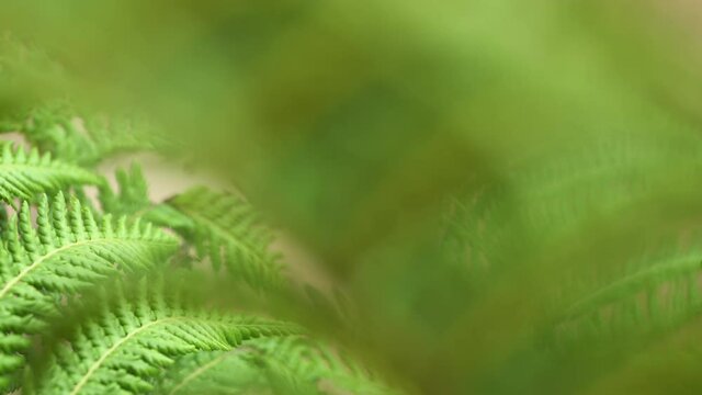 Fern in the forest. Green leaves close up