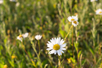 Ox-eye daisies bloom on a sunset hill