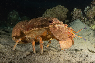Lobsters in the Red Sea Colorful and beautiful, Eilat Israel
