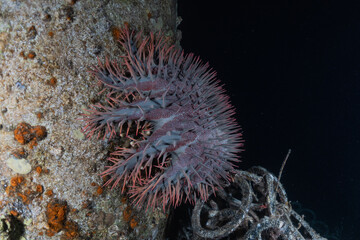 Coral reef and water plants in the Red Sea, Eilat Israel
