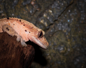 Closeup of Dalmatian Crested Gecko on log