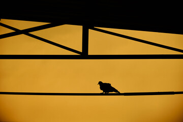 silhouette of single and alone turtle dove or a pigeon with yellow tones standing under the metal roof during overcast and rainy day. It is feathers shaking by wild and seems to be frozen.