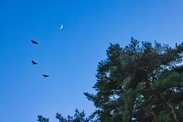カラスが飛ぶ日暮れの空と三日月