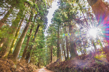 時の流れを感じる杉並木の歩道（栃木県　日光）