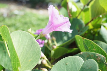 Beach moonflower with a natural background