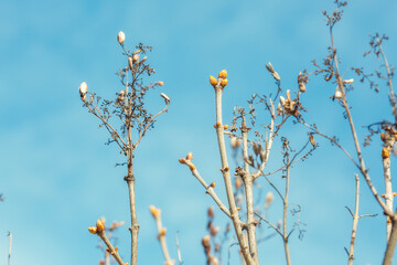 A branch of a tree with swollen green buds in the spring against a blue sky