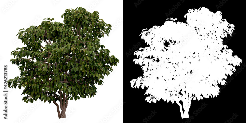Wall mural front view of tree (coffea arabica) png with alpha channel to cutout 3d rendering
