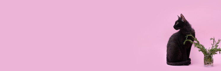 Black cat sitting near rosemary in glass in front of pink background. Horizontal banner with copy space
