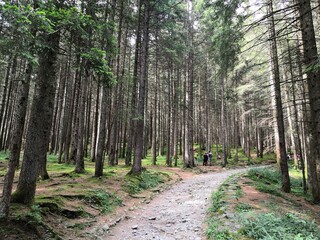 Fototapeta premium path in the woods