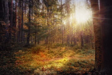 Sunny scene in the morning forest