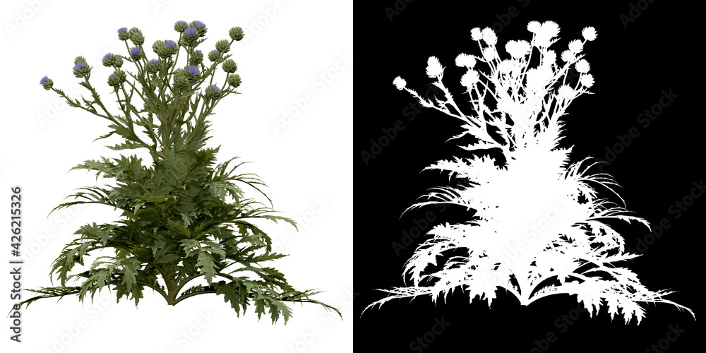 Canvas Prints left view of tree (cynara scolymus) png with alpha channel to cutout 3d rendering