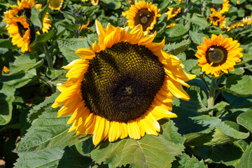 Close-up of sunflower head during sunny day. Field of sunflowers
