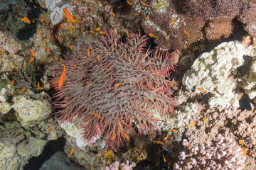 Coral reef and water plants in the Red Sea, Eilat Israel
