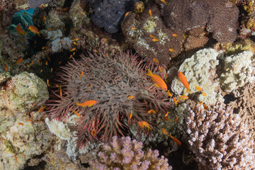 Coral reef and water plants in the Red Sea, Eilat Israel
