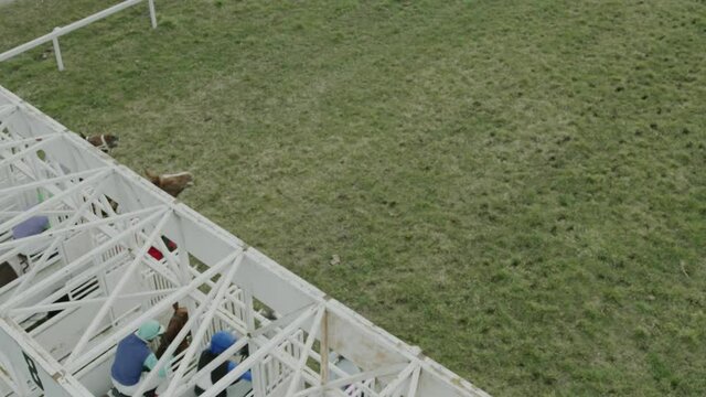 Horse Sport Start Race on Hippodrome Elevated View. Opening Gates and Stallions with Jockeys on Horseback Starting Run. Animals on Track, Equitation Championship on Racetrack Slowmotion