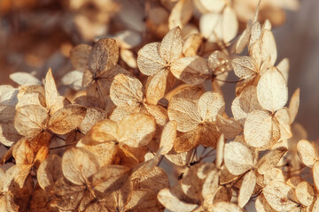 Dry hydrangea flowers on a bush, beautiful natural background