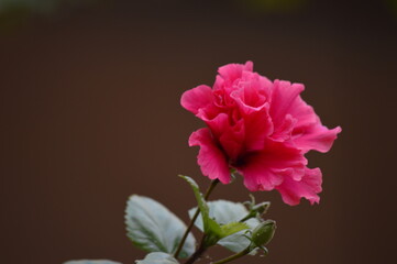 pink flower