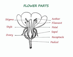 Vector illustration of the educational scheme of flower parts. Biological contour diagram of a flower. A cross-section of the plant with ovary, pistil, sepal, flower, petals and stamens is shown.