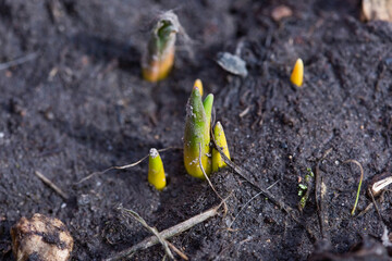 the first green sprouts of early spring flowers make their way to the sun