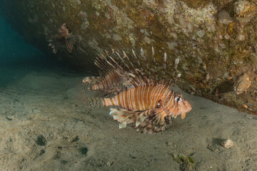 Lion fish in the Red Sea colorful fish, Eilat Israel

