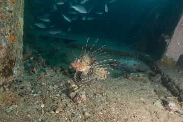 Lion fish in the Red Sea colorful fish, Eilat Israel
