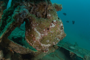 Fish swim in the Red Sea, colorful fish, Eilat Israel
