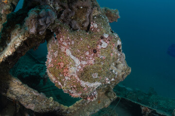 Fish swim in the Red Sea, colorful fish, Eilat Israel
