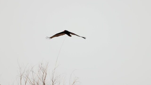 Close up shot of California condor flying in the sky