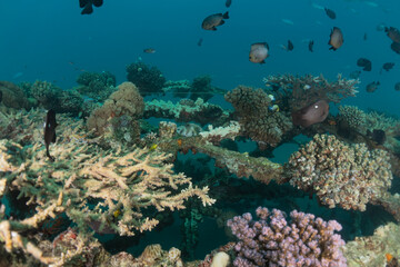 Coral reef and water plants in the Red Sea, Eilat Israel
