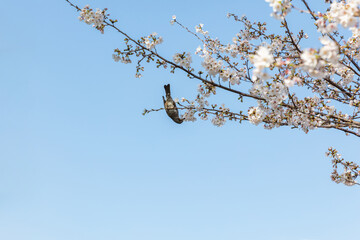 桜の蜜を吸うヒヨドリ
