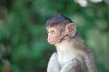 可愛いサル
