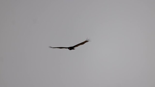 Close up shot of California condor flying in the sky