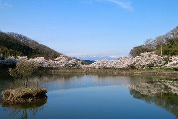 Fototapeta na wymiar 茶屋沼公園の桜（福島県・福島市）