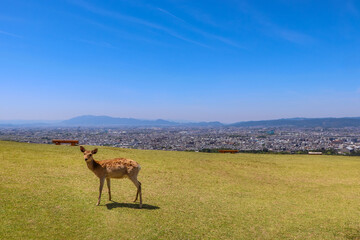 若草山一重目の芝生にたたずむ一頭の鹿