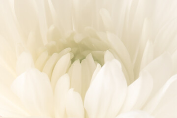 Blurred floral background. Chrysanthemum flower core close-up.