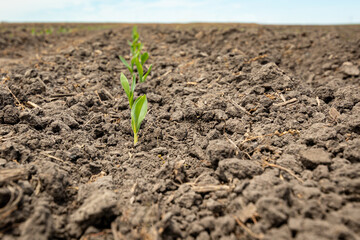 Corn plant emerging out of soil. VE growth stage. Concept of farming, agriculture and planting season