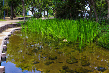 緑の水草が生える公園の池